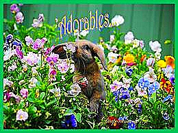 diaporama pps Adorables