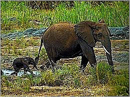 diaporama pps Afrique