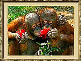 diaporama pps Animaux