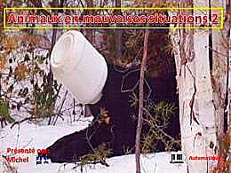 diaporama pps Animaux en mauvaises situations 2