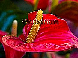 diaporama pps Anthurium