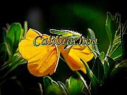 diaporama pps Calibrachoa