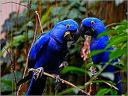 diaporama pps Chants d’oiseaux