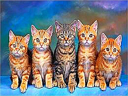 diaporama pps Chats en 16/9ème