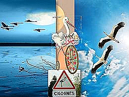 diaporama pps Cigognes