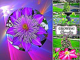 diaporama pps Clématites