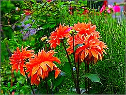 diaporama pps Dahlia