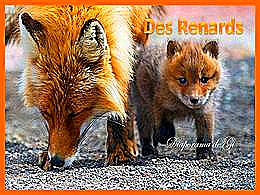 diaporama pps Des Renards