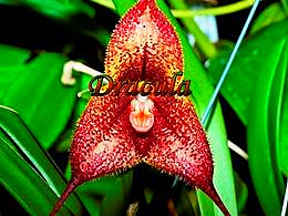 diaporama pps Dracula