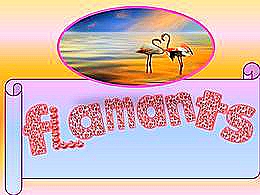 diaporama pps Flamants roses