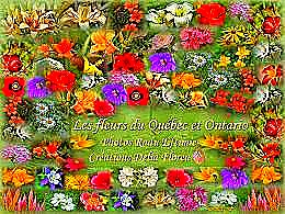 diaporama pps Fleurs du Canada