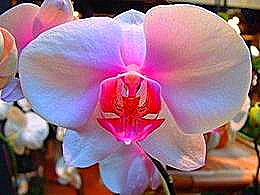 diaporama pps Fleurs de rêve l’orchidée