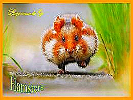 diaporama pps Hamsters