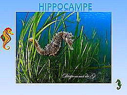 diaporama pps Hippocampe