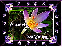 diaporama pps L’automnal beau colchique