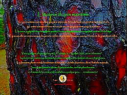 diaporama pps L’écorce du pin maritime