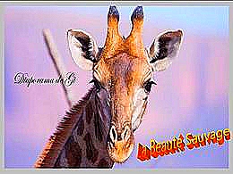 diaporama pps La beauté sauvage