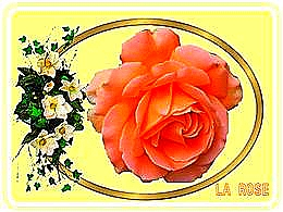 diaporama pps La rose