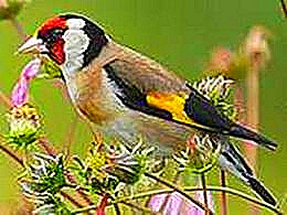 diaporama pps Le chardonneret élégant