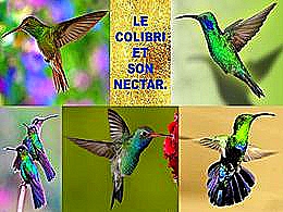 diaporama pps Le colibri et son nectar
