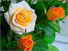 diaporama pps Le temps des fleurs