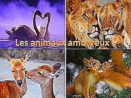 diaporama pps Les animaux amoureux