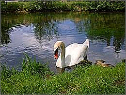 diaporama pps Les oiseaux