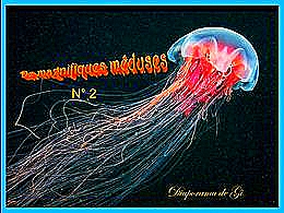 diaporama pps Méduses N°2