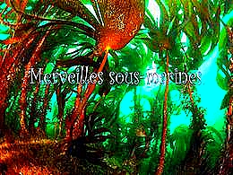 diaporama pps Merveilles sous marines