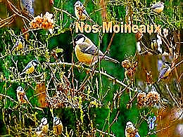 diaporama pps Nos moineaux