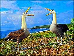 diaporama pps Oiseaux en 16/9