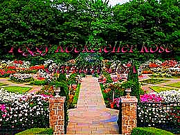 diaporama pps Peggy Rockefeller – Rose garden USA