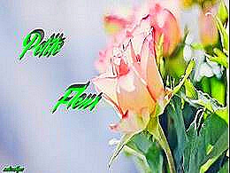 diaporama pps Petite fleur