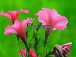 diaporama pps Pétunia