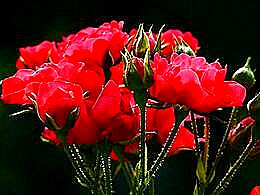 diaporama pps Rose 3