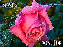 diaporama pps Rose bonheur
