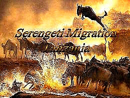 diaporama pps Serengeti migration Tanzania