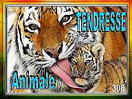 diaporama pps Tendresse animale