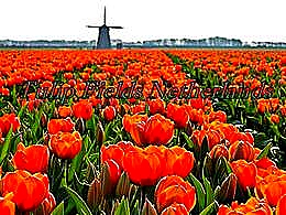 diaporama pps Tulip fields Netherlands