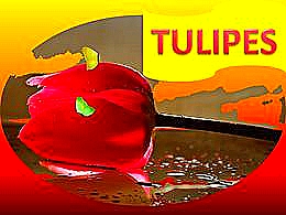 diaporama pps Tulipes