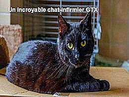 diaporama pps Un incroyable chat infirmier