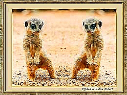 diaporama pps Zoo de Berlin