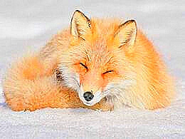 diaporama pps 7 des animaux les plus mignons