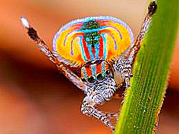 diaporama pps 8 araignées aussi étranges qu’extraordinaires