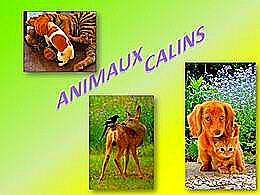 diaporama pps Animaux câlins