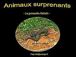 diaporama pps Animaux surprenants – La grenouille Goliath