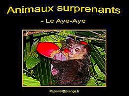 diaporama pps Animaux surprenants le Aye Aye