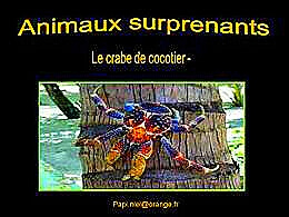 diaporama pps Animaux surprenants le crabe de cocotier
