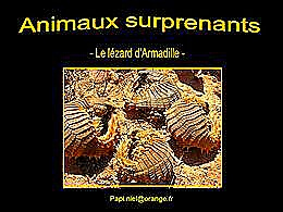 diaporama pps Animaux surprenants – Lézard d’Armadille