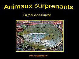 diaporama pps Animaux surprenants – Tortue de Cantor